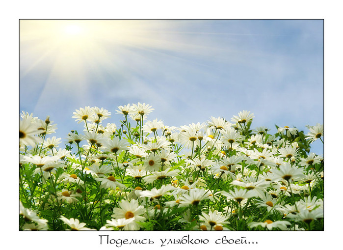 33105810_28184420_ramashki (699x509, 126Kb)
