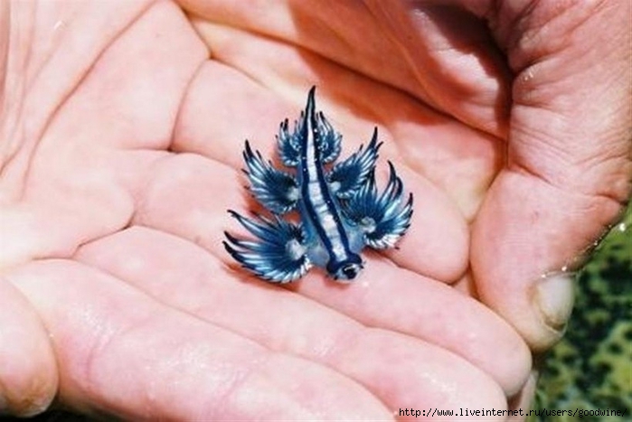 Реферат: Glaucus atlanticus