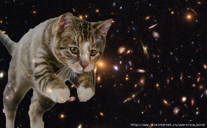 cats-in-space-15 (700x432, 263Kb)