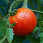   /5177462_wateringtomatoes_small (150x150, 6Kb)