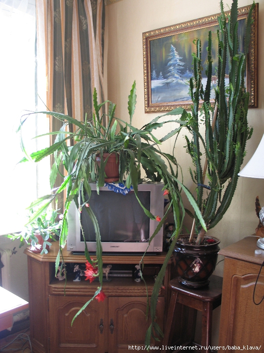 IMG_1003 (525x700, 320Kb)