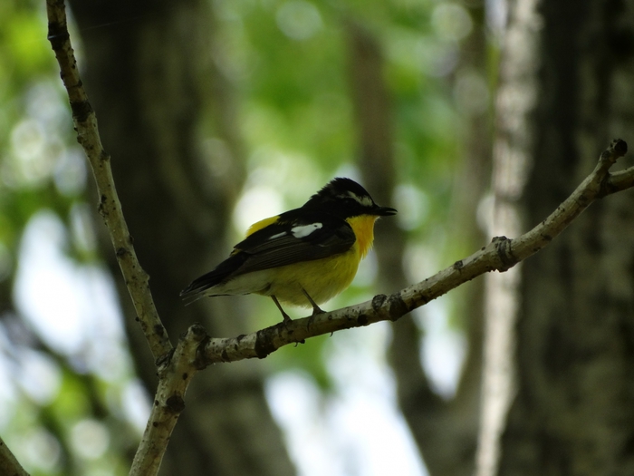 5559494_DSC07764 (700x525, 197Kb)