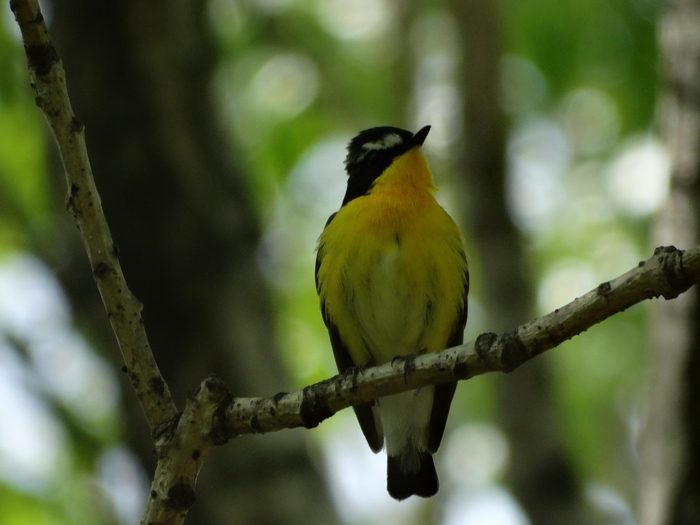 5559494_DSC07762 (700x525, 196Kb)