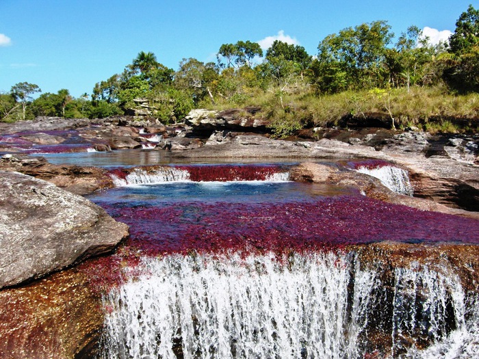 cano-cristales-el-rio (700x525, 205Kb)