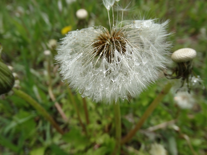 5559494_DSC07866 (700x525, 227Kb)