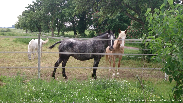 DSC_0515 (700x393, 328Kb)