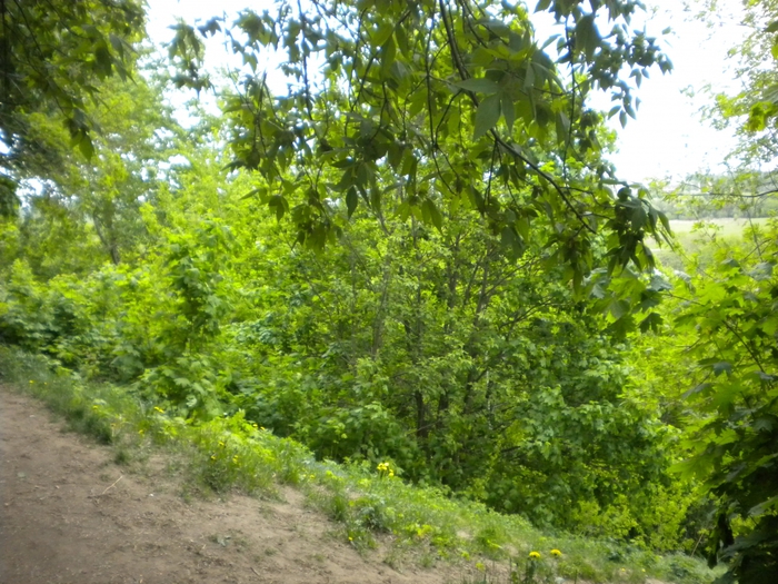 4878453_ko_143 (700x525, 359Kb)