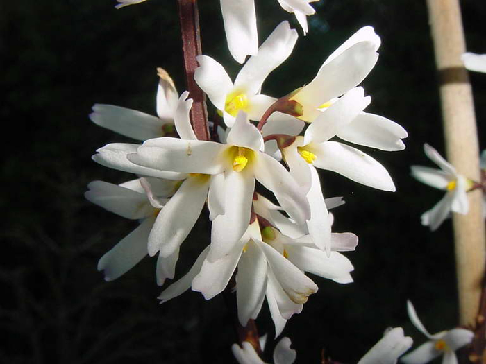 abeliophyllum_distichum_cece020214f_resize (700x525, 234Kb)