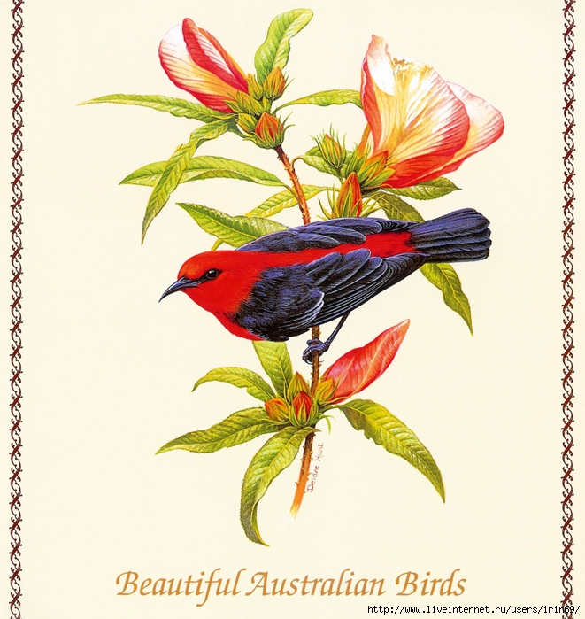 MS-4th_Beautiful_Australian_Birds_2004_001_Front_Cover1 (661x700, 362Kb)