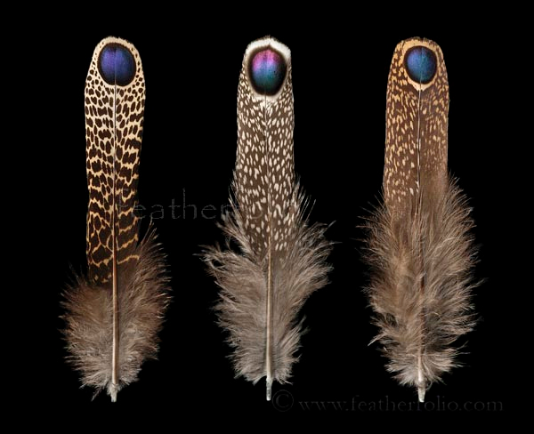 c3-grey-malay-mountain-peacock-pheasant-feathers (600x488, 178Kb)