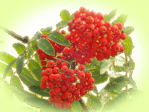0_67b6a_6d503e0a_XL (500x375, 156Kb)