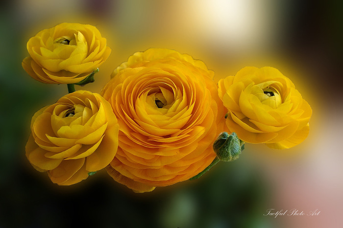 buttercup_01 (700x466, 87Kb)