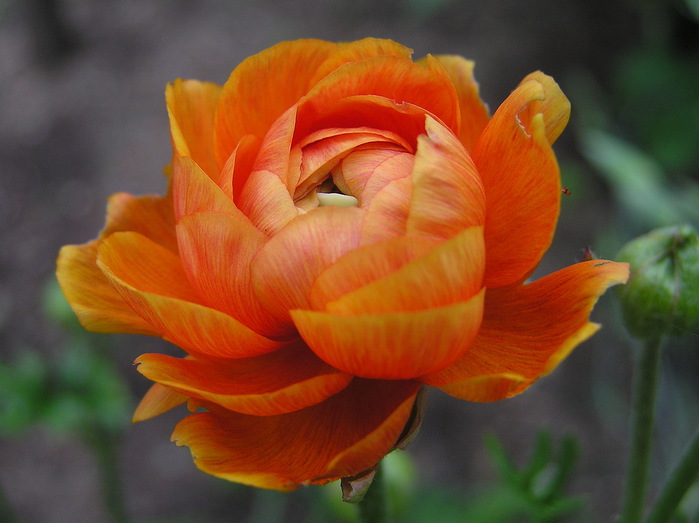 buttercup_14 (700x523, 87Kb)