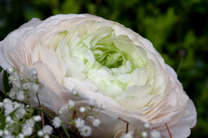 buttercup_03 (700x466, 204Kb)