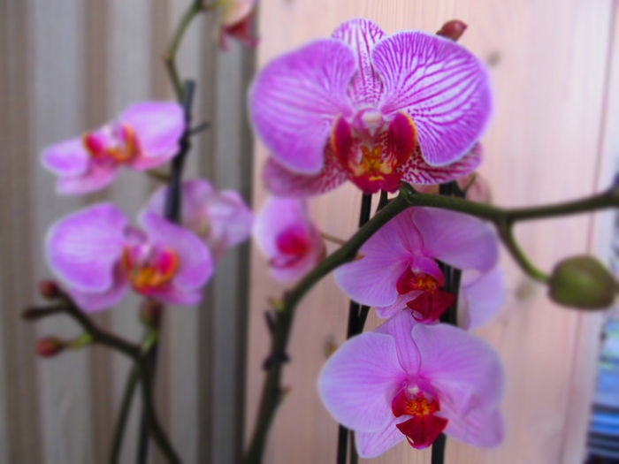 3993901_IMG_3275 (700x525, 179Kb)