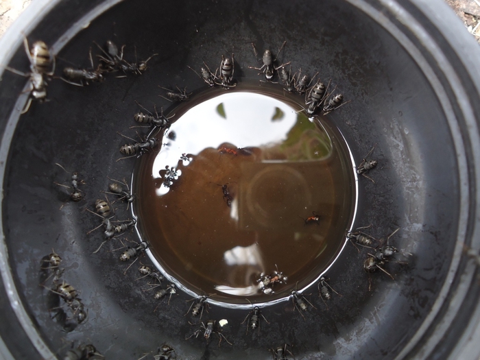 DSC02020 (700x525, 236Kb)