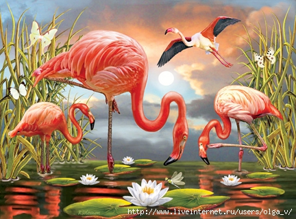 Flamingos72 (432x320, 157Kb)