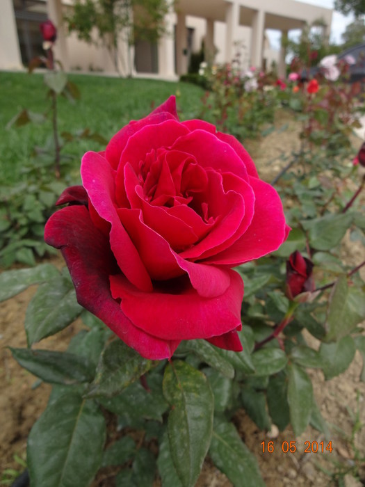 DSC04389 (525x700, 85Kb)