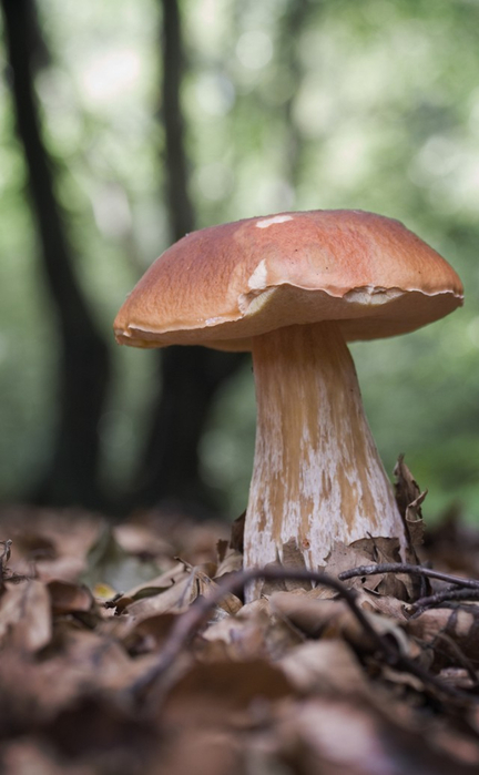 mushrooms10 (432x700, 232Kb)