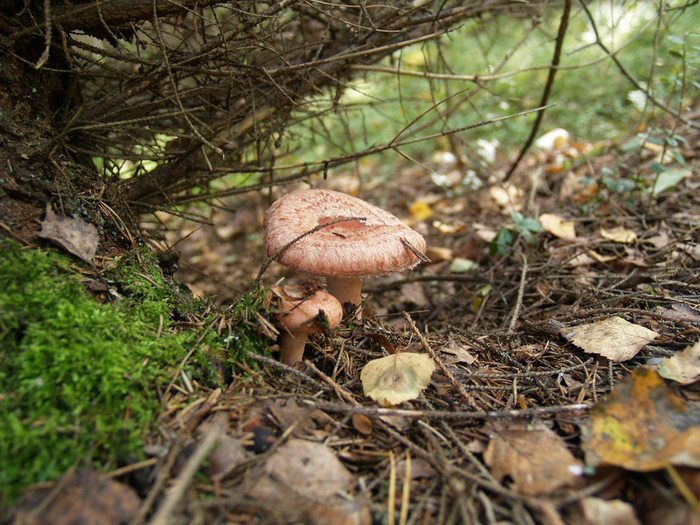 mushrooms04 (700x525, 503Kb)