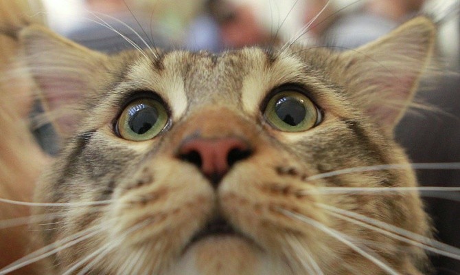 4733321_image_5 (670x400, 60Kb)