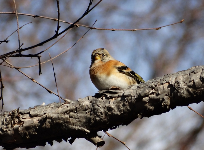 5559494_DSC01599 (700x513, 247Kb)