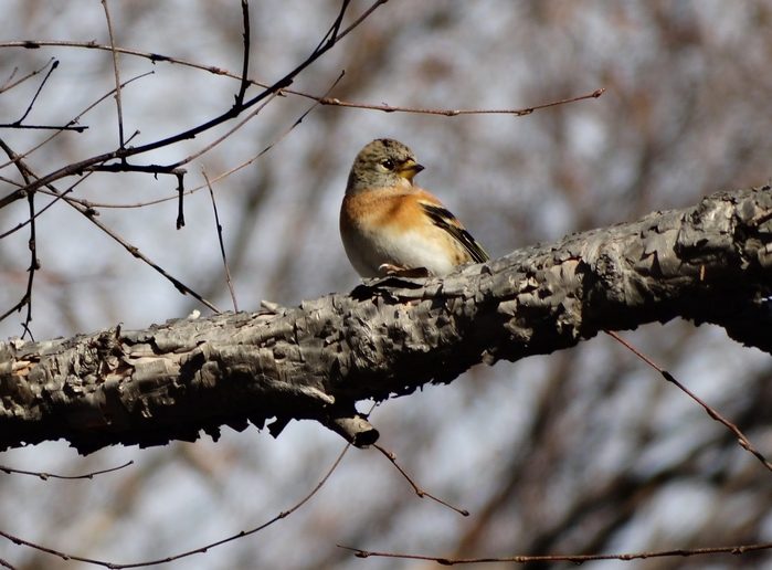 5559494_DSC01596 (700x516, 249Kb)