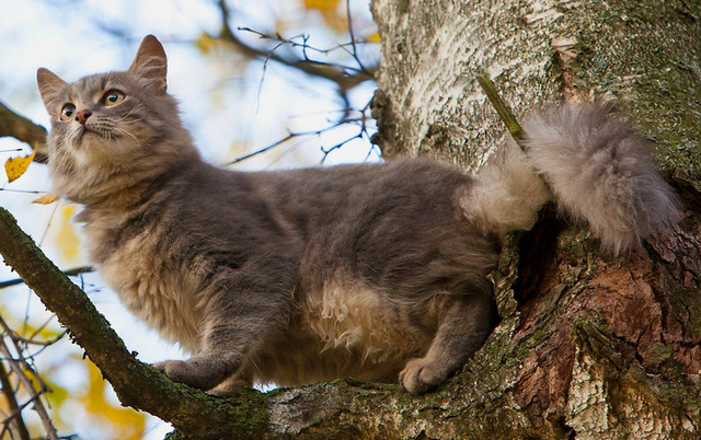 Коты на дереве фото