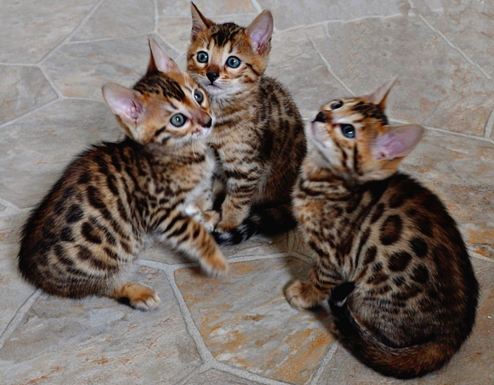 порода кошек бенгальская фото | Дзен