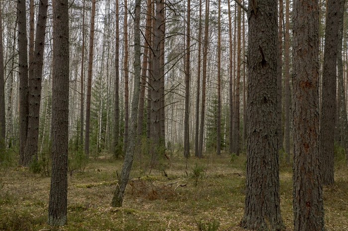 4213829_9 (700x465, 319Kb)