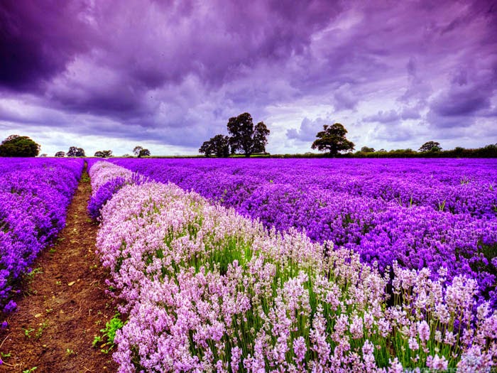 World___France_Blooming_field_in_Provence__France_073078_ (700x525, 129Kb)