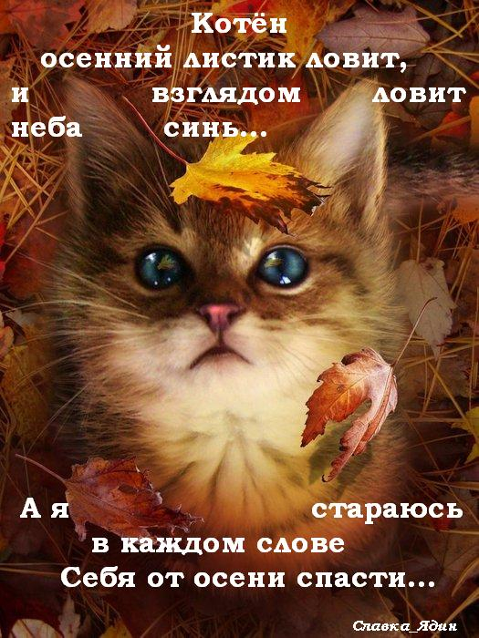 котён осенний (525x700, 426Kb)