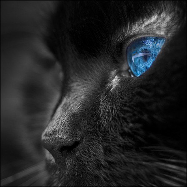 different_cat_eyes_07 (600x600, 46Kb)