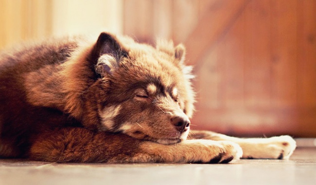 7876860-R3L8T8D-650-sleepingdog (650x381, 76Kb)