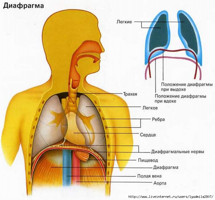 bodyflex (700x653, 150Kb)