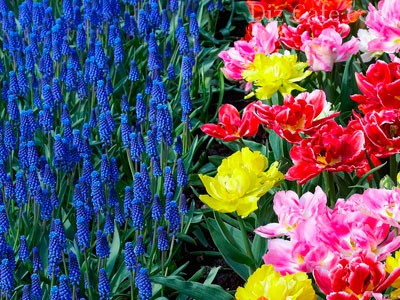 muskari-tulips (400x300, 238Kb)