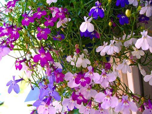 lobelia1 (500x375, 269Kb)