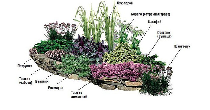 Пряная грядка на даче схема посадки