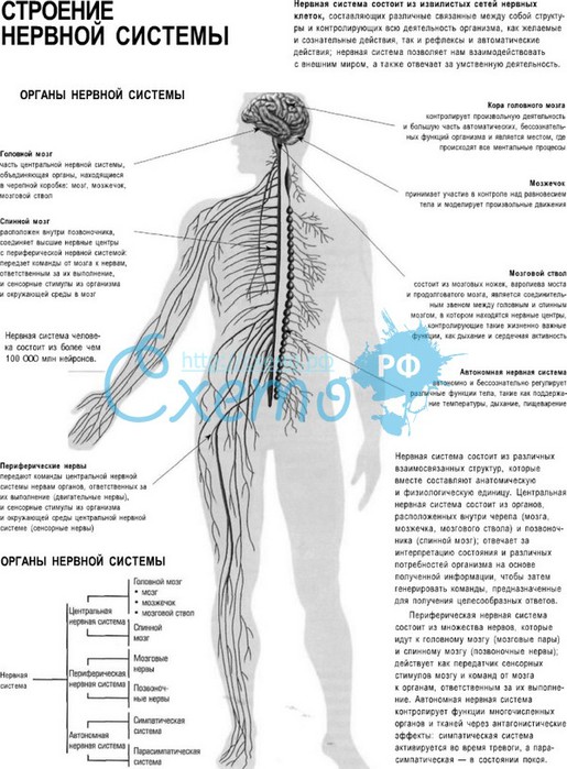 Карта нервов человеческого тела