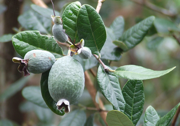 4638534_feijoa2 (600x421, 138Kb)