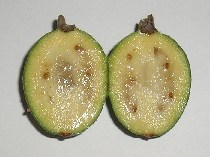 4638534_feijoa2_1_ (700x525, 83Kb)