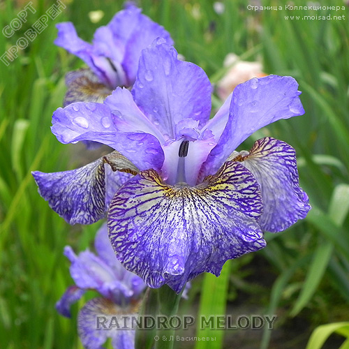 5752784_sibirskiy_iris_Raindrop_Melody (500x500, 104Kb)