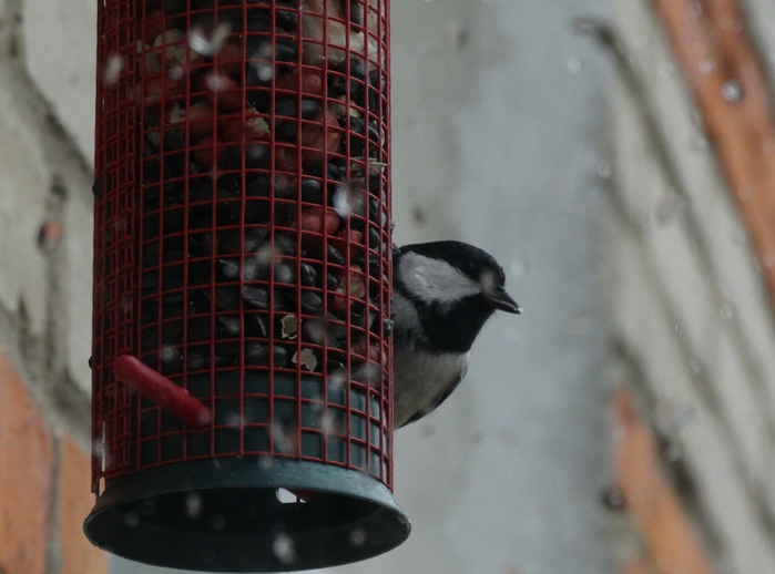 5559494_DSC03826 (700x518, 223Kb)