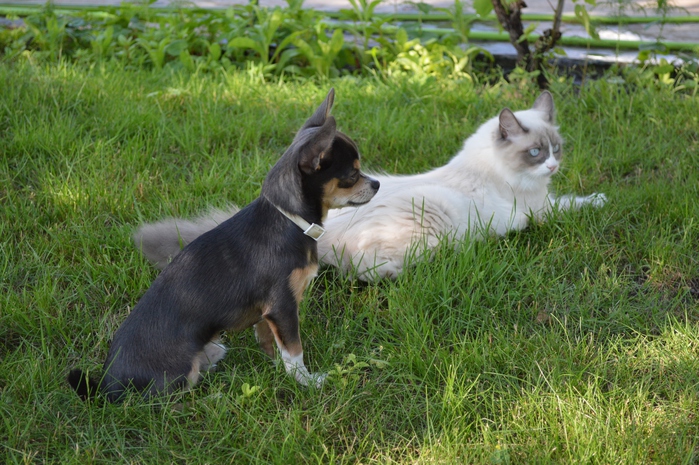 1417473778_DSC_0613 (699x465, 250Kb)