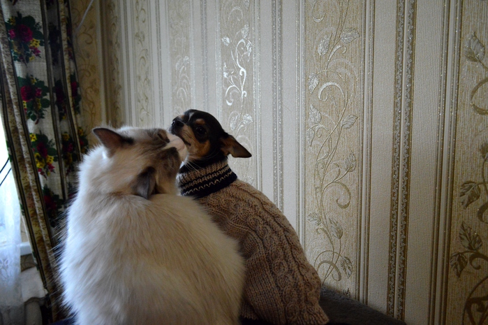 1417471366_DSC_0475 (699x465, 204Kb)