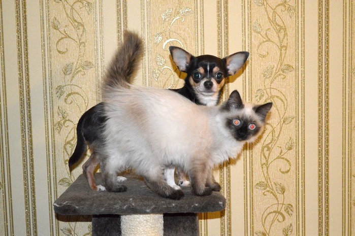 1417473029_DSC_0467j2 (699x465, 136Kb)