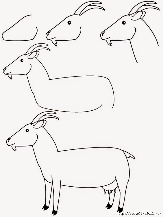 как нарисовать козу поэтапно карандашом (525x700, 103Kb)