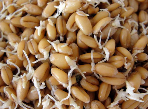 пшеница (507x374, 391Kb)