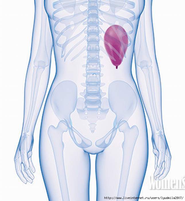 Внутренний орган селезенка. Селезенка анатомия со скелетом. Женский скелет. Анатомия человека селезенка болит.