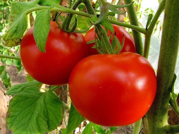 podkorka-pomidorov-na-pismo-chitatelya (604x453, 74Kb)